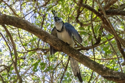 White Throated Magpie Jay 2024